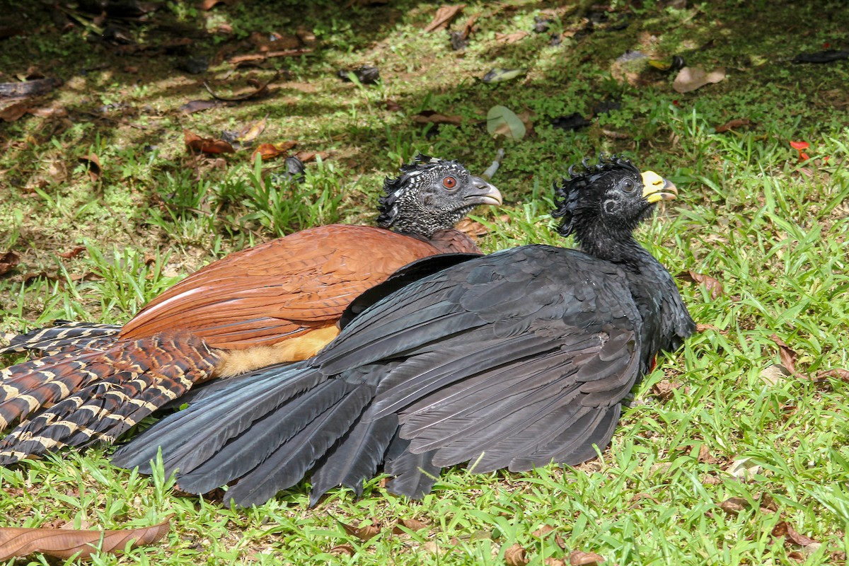 Great Curassow - kenneth reyes