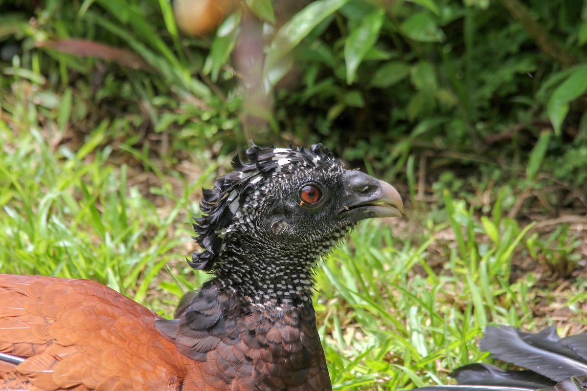 Great Curassow - kenneth reyes