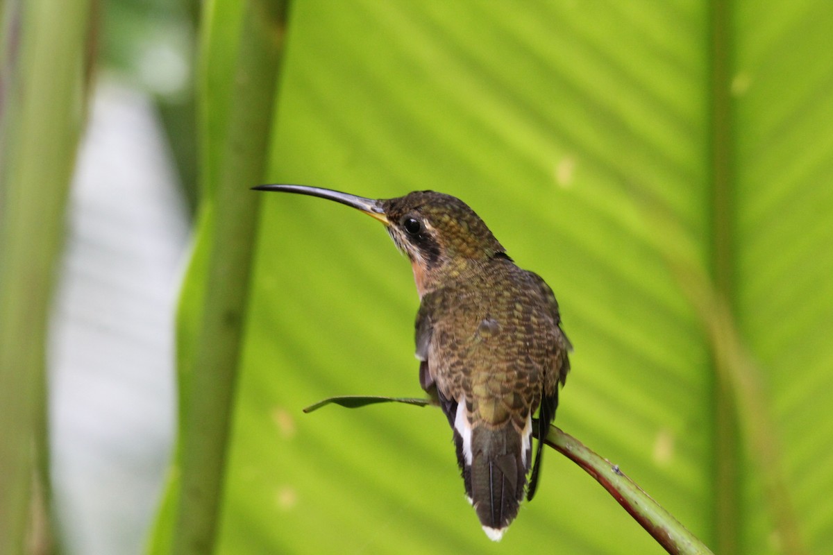 Band-tailed Barbthroat - kenneth reyes