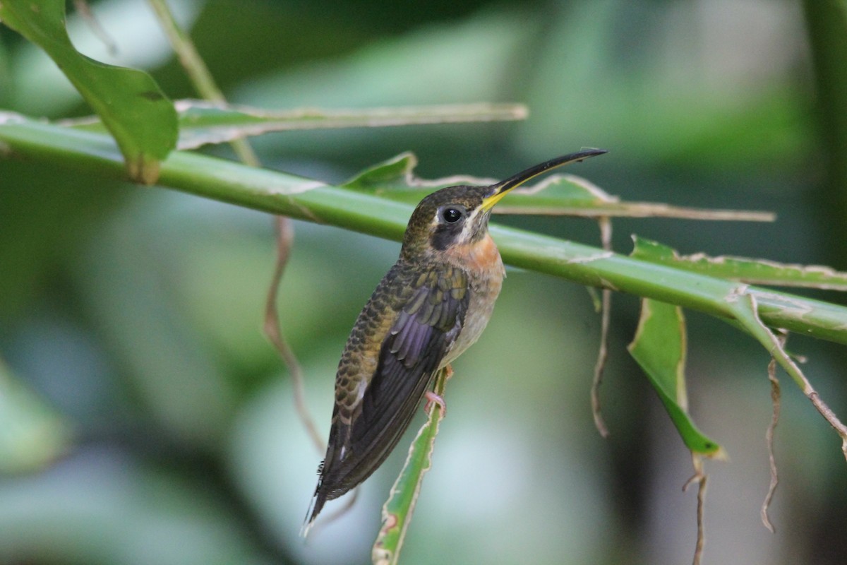 Band-tailed Barbthroat - ML103431891