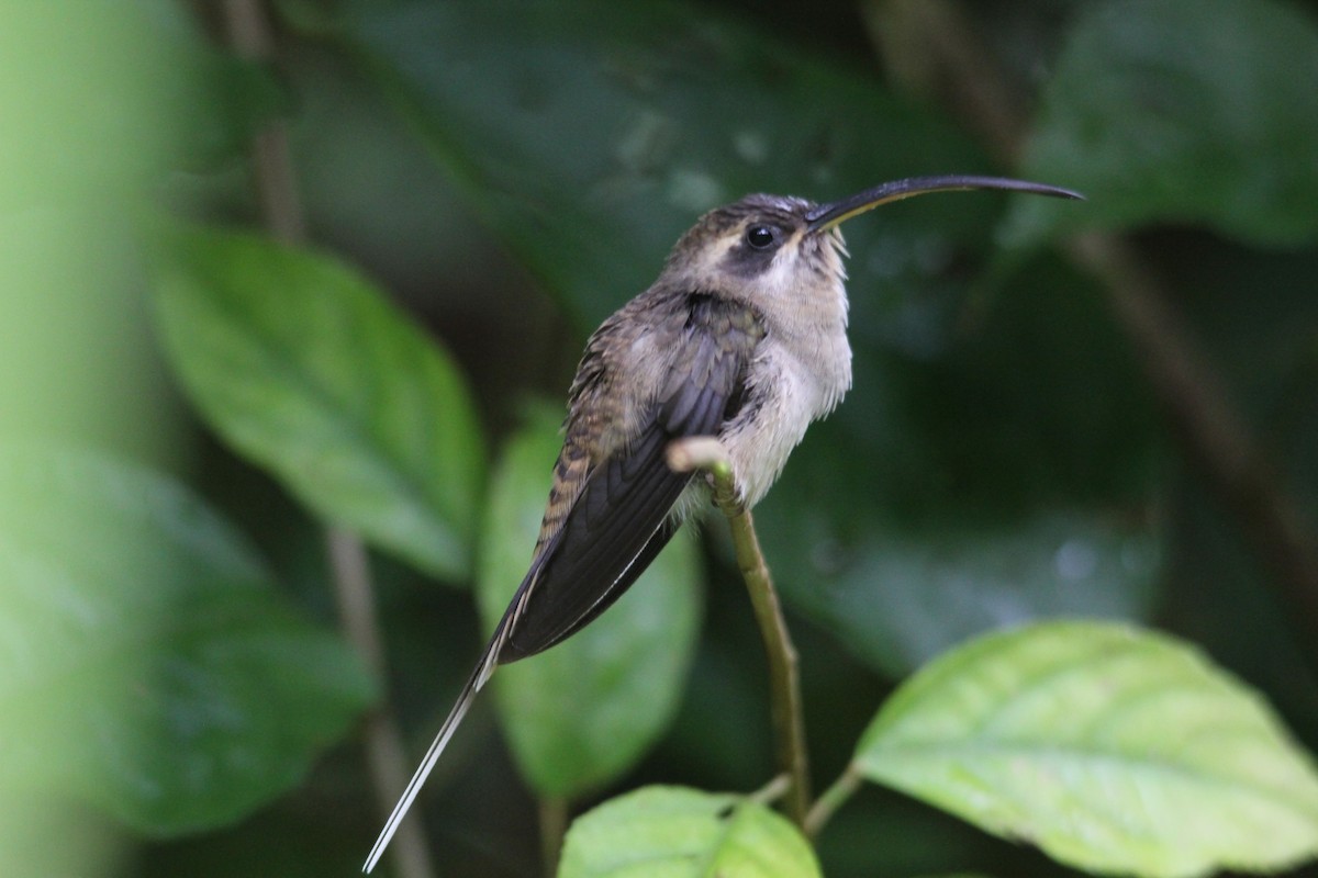 Long-billed Hermit - ML103432881