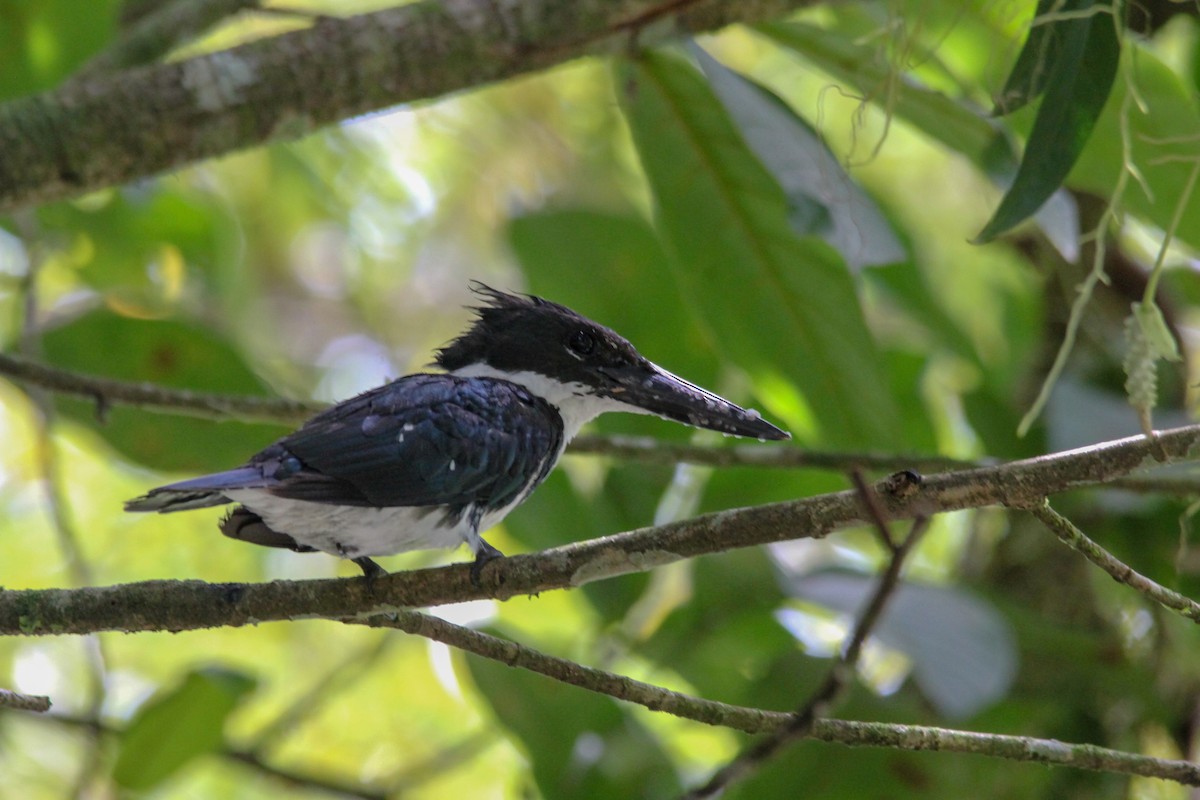 Green Kingfisher - kenneth reyes