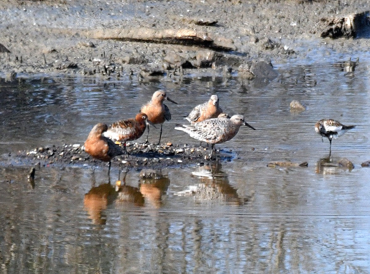 Red Knot - ML103433341