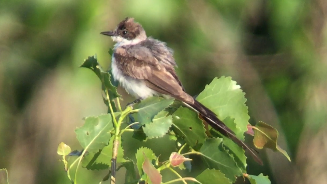 Fork-tailed Flycatcher - Paul Jacyk