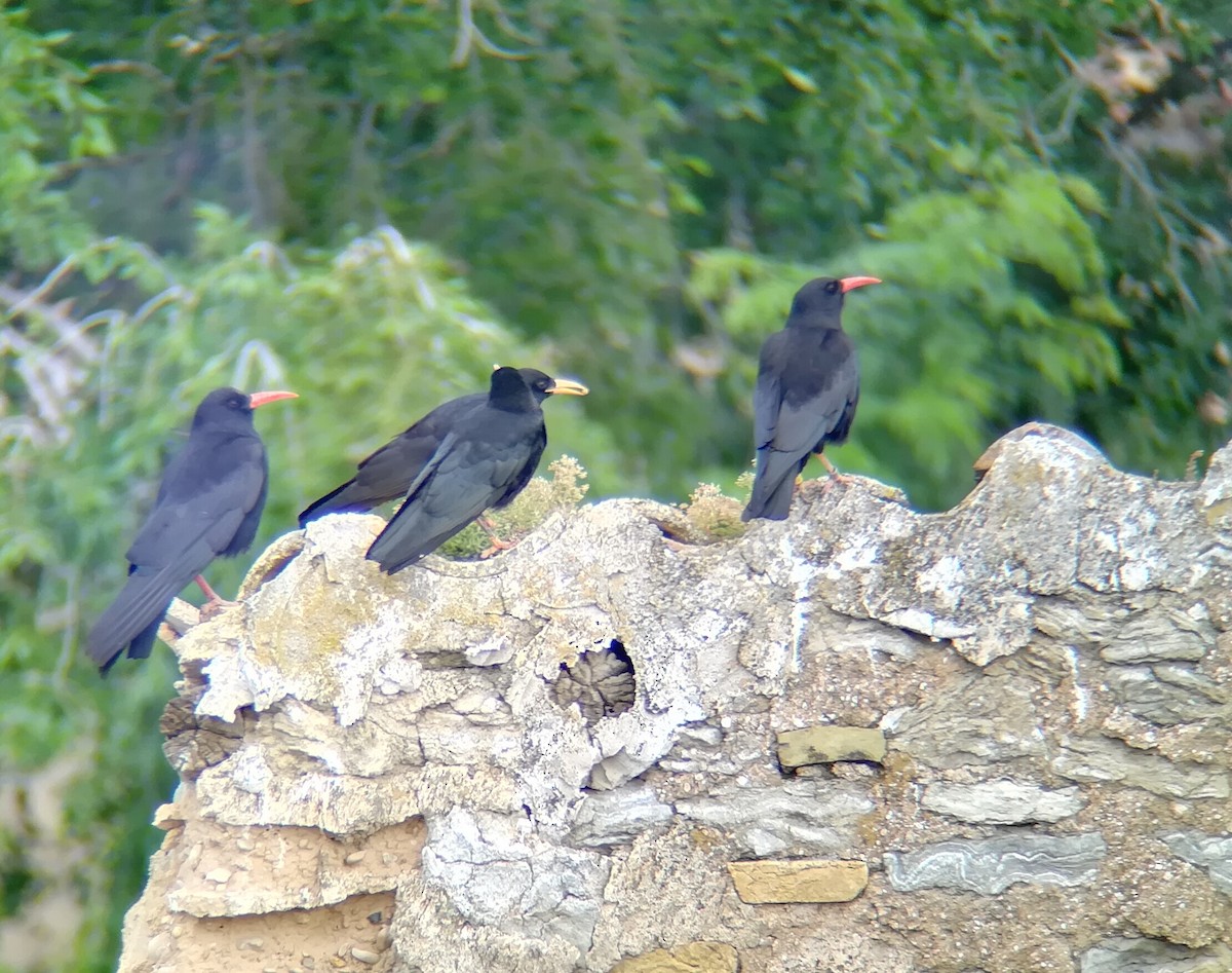 Red-billed Chough - ML103434101