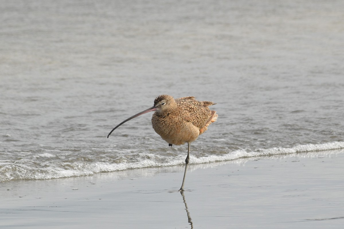 Long-billed Curlew - ML103434531