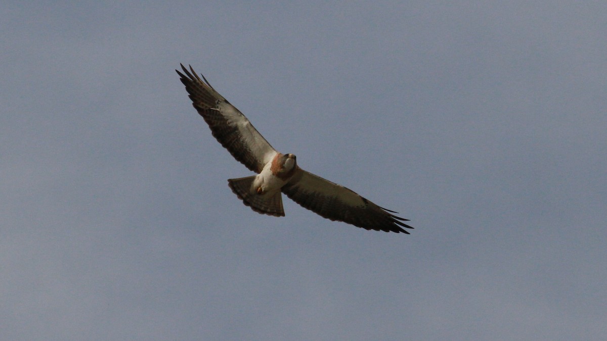 Swainson's Hawk - Geoffrey Urwin