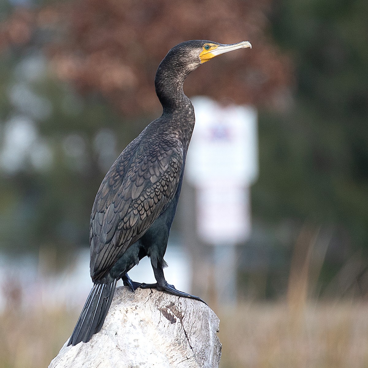 Great Cormorant - Cedric Bear