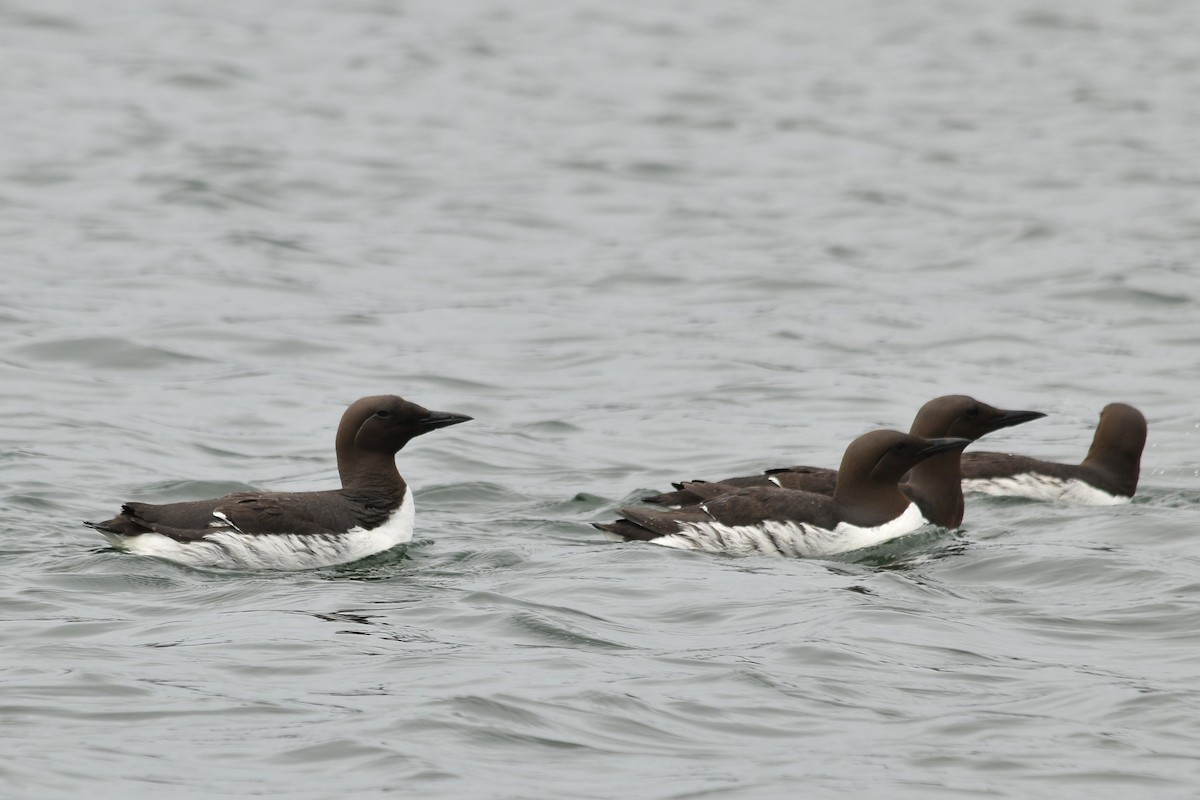 Common Murre - ML103435591