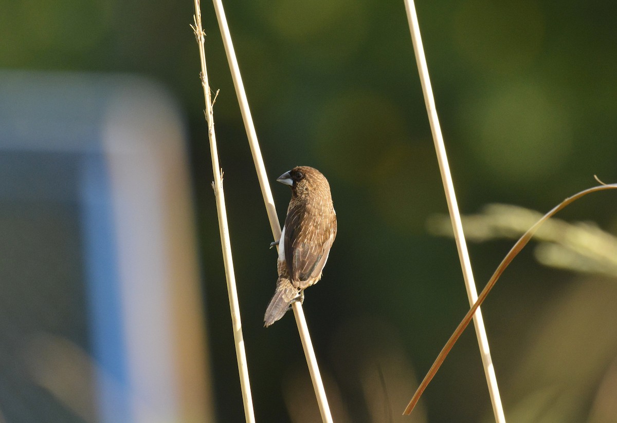 White-rumped Munia - ML103435741