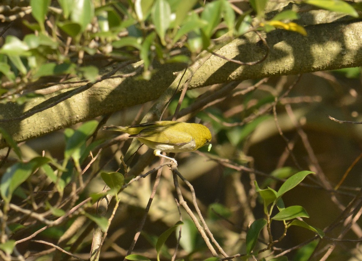 Swinhoe's White-eye - ML103435751