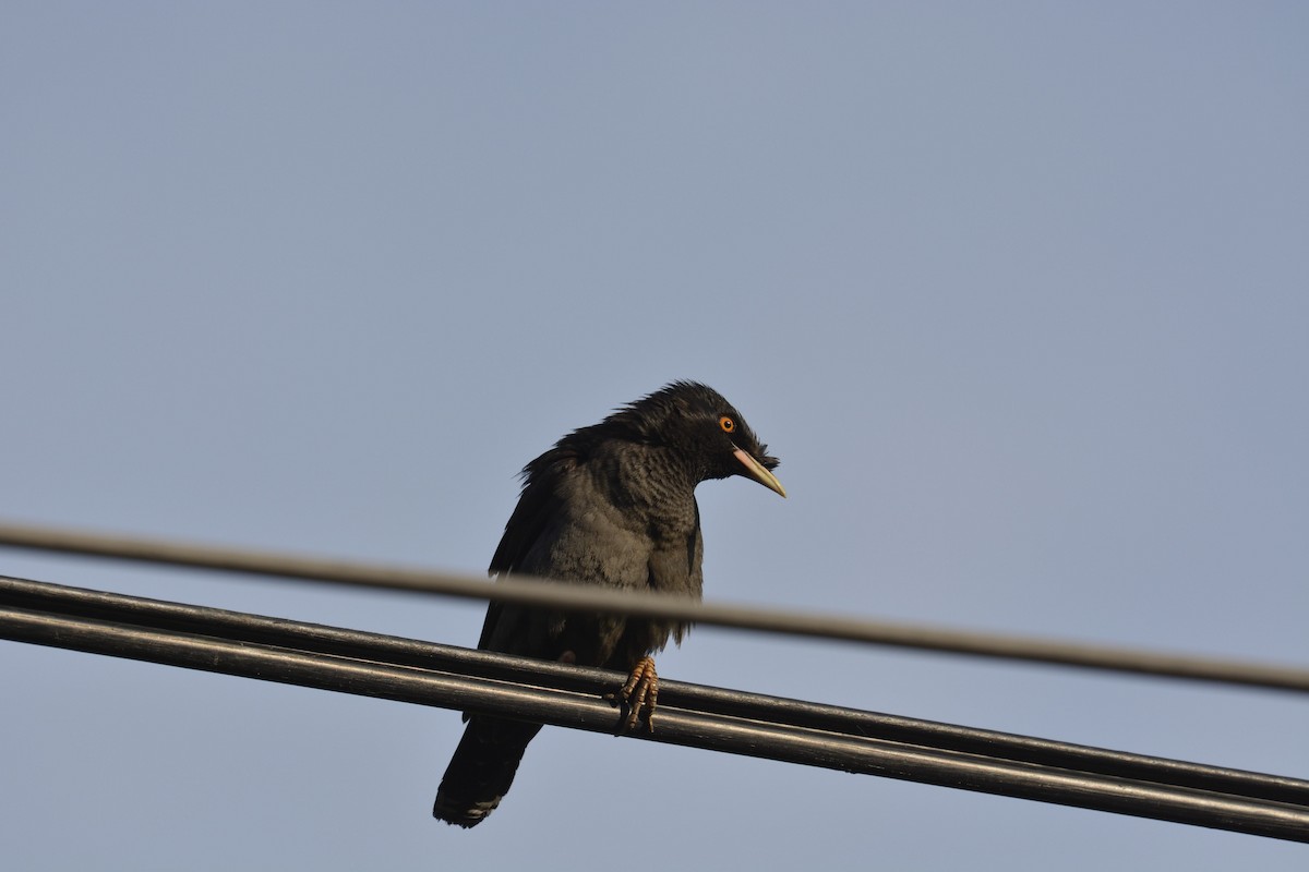 Crested Myna - ML103435791