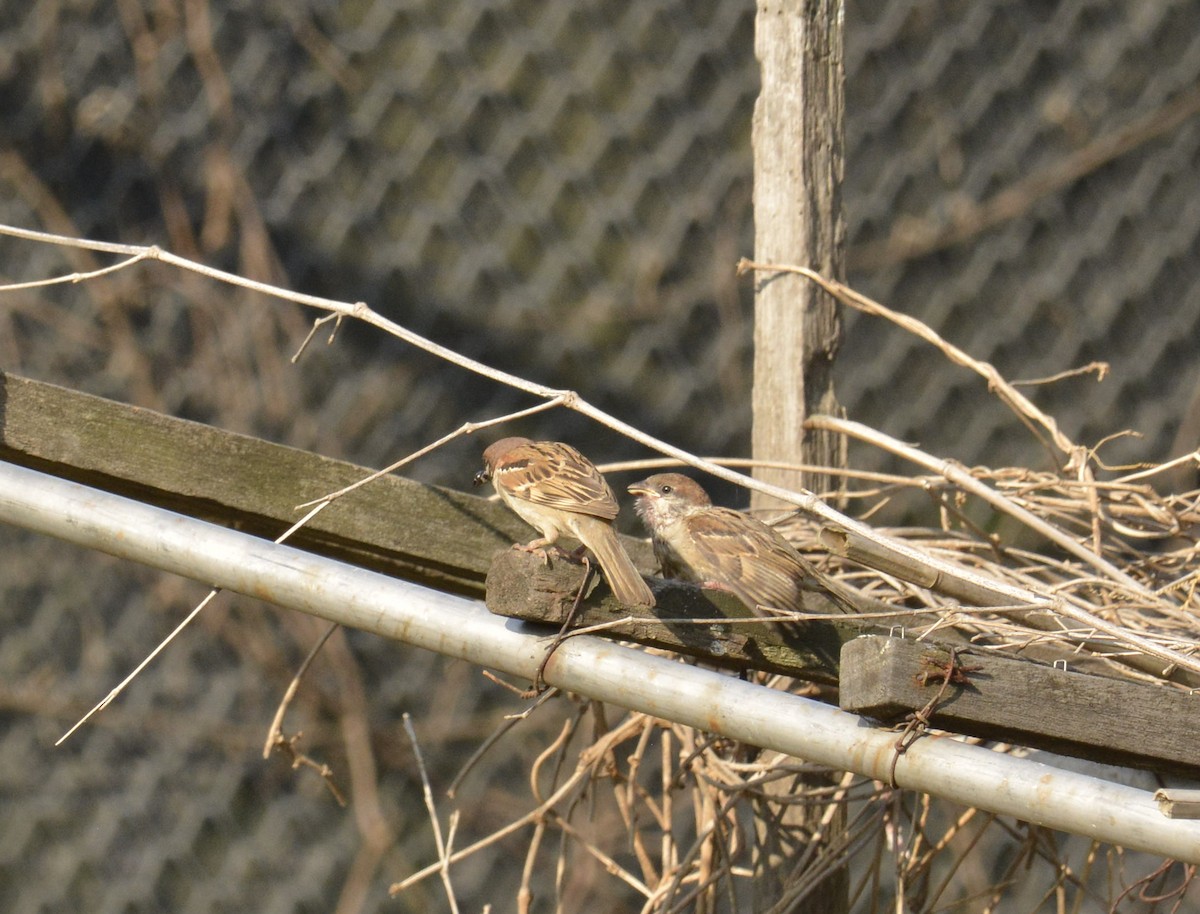 Eurasian Tree Sparrow - ML103435811