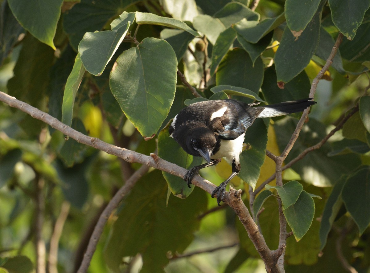 Oriental Magpie - ML103436061