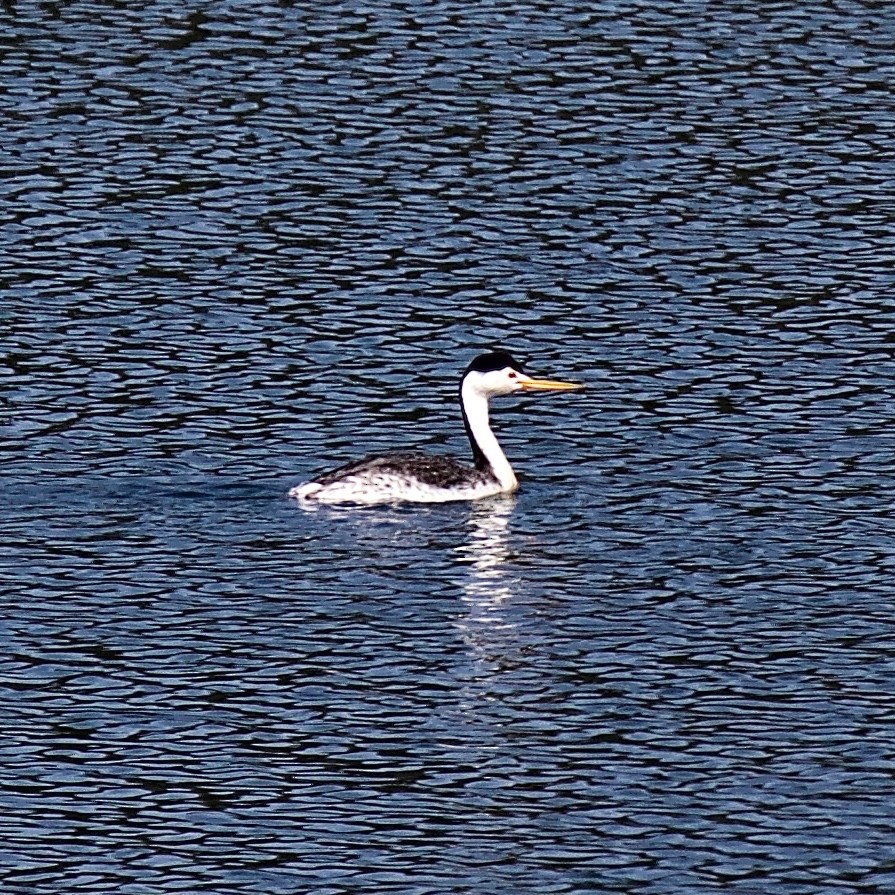 Grèbe à face blanche - ML103436511