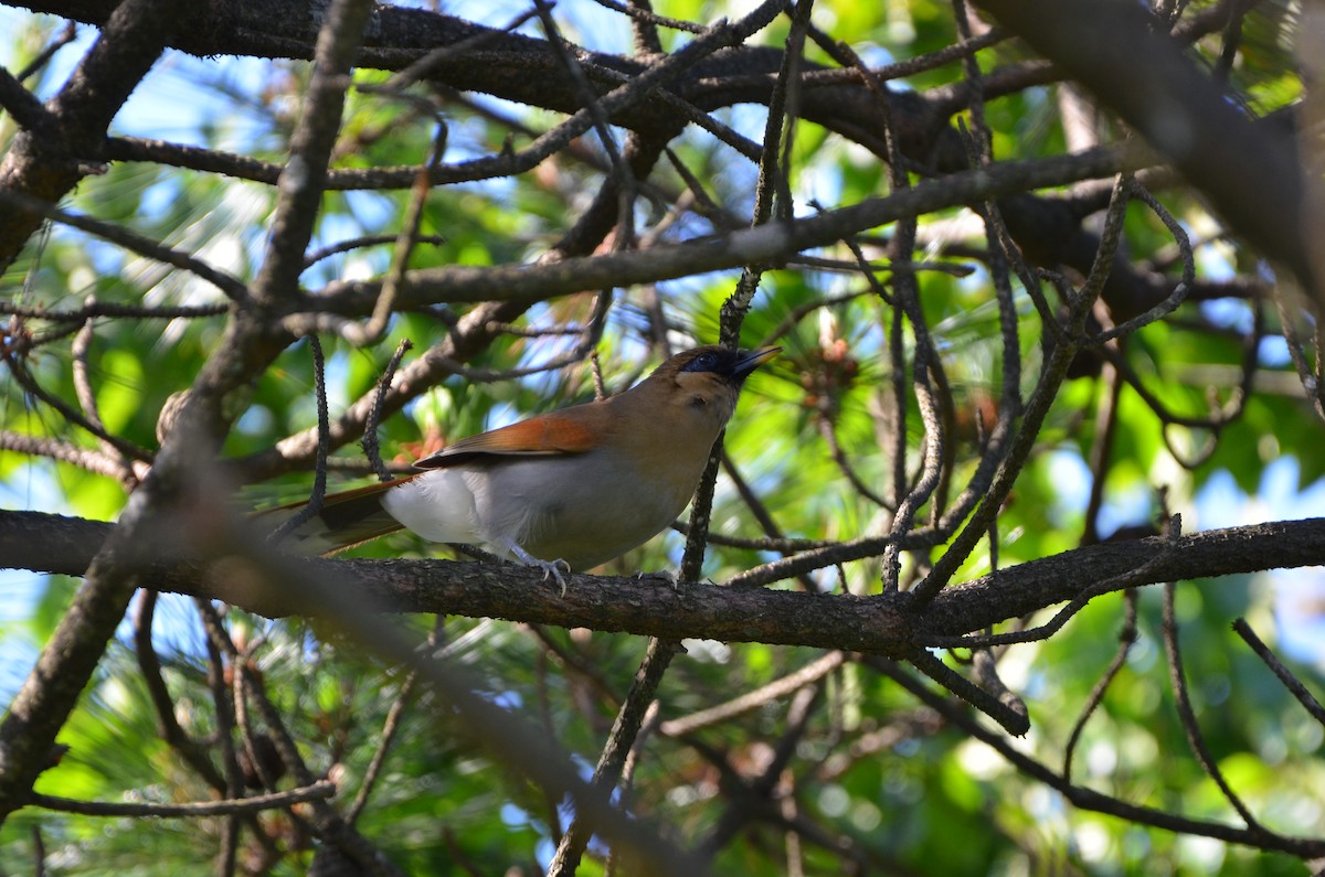 Buffy Laughingthrush - Chun-Chieh Liao