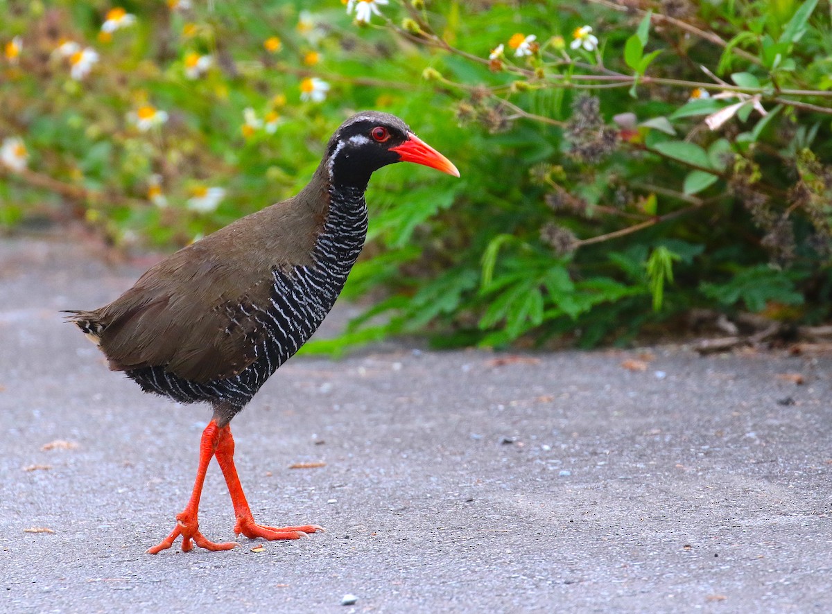 Okinawa Rail - Anonymous