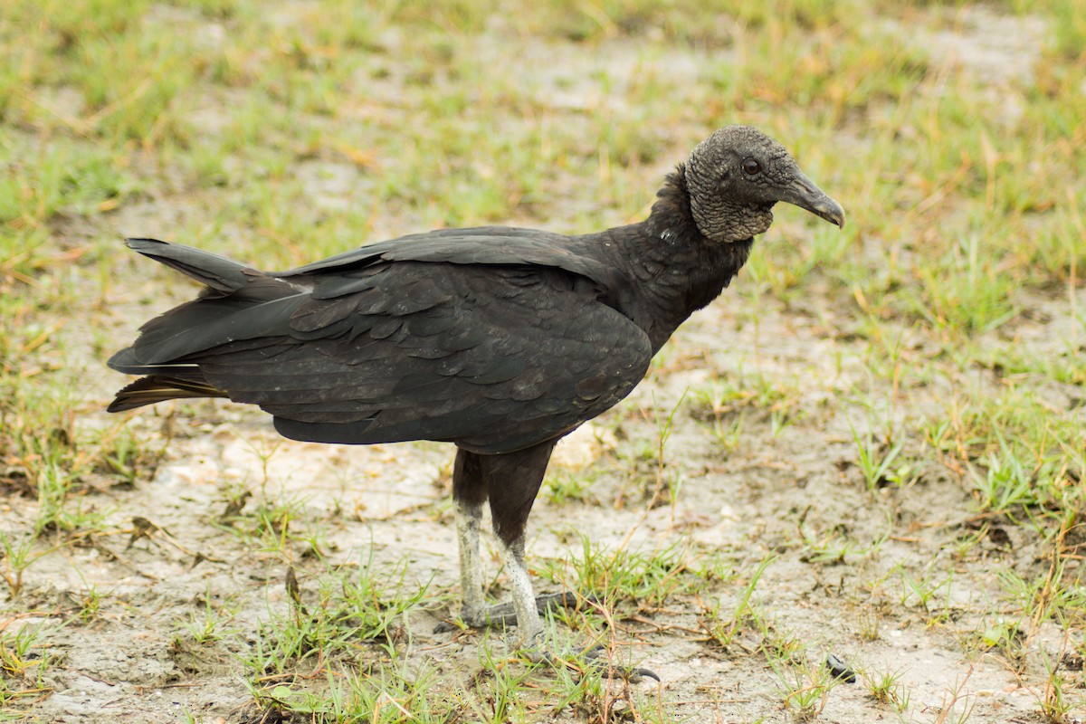 Black Vulture - Francis Canto Jr