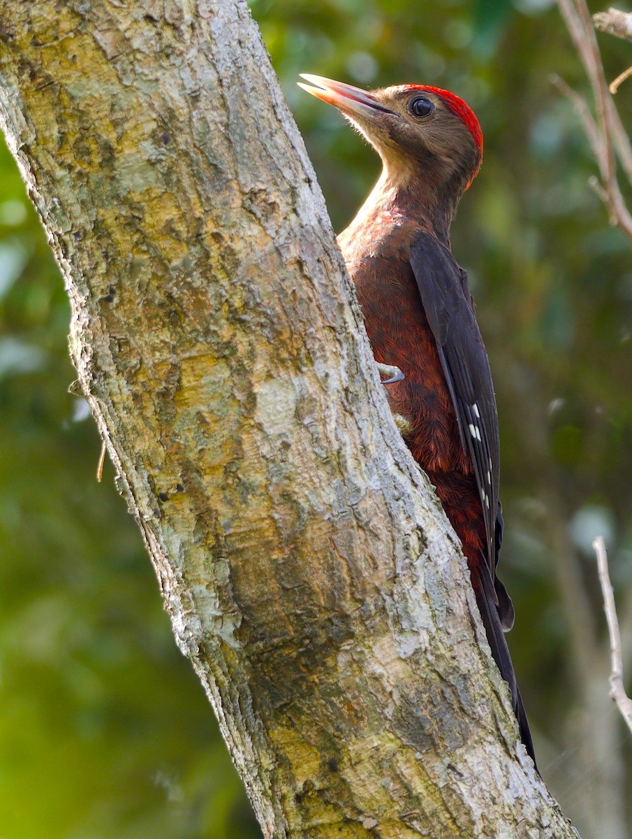 Okinawa Woodpecker - Anonymous