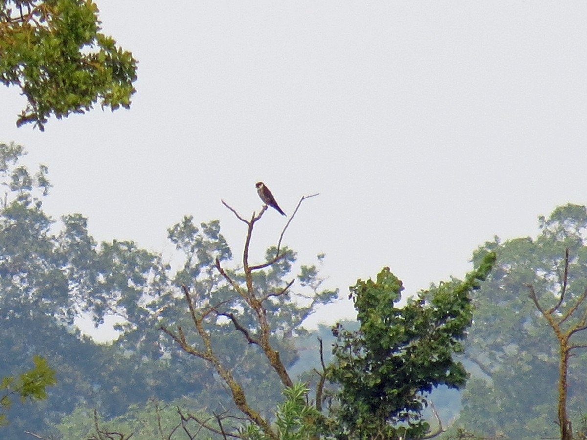 Eurasian Hobby - ML103439121