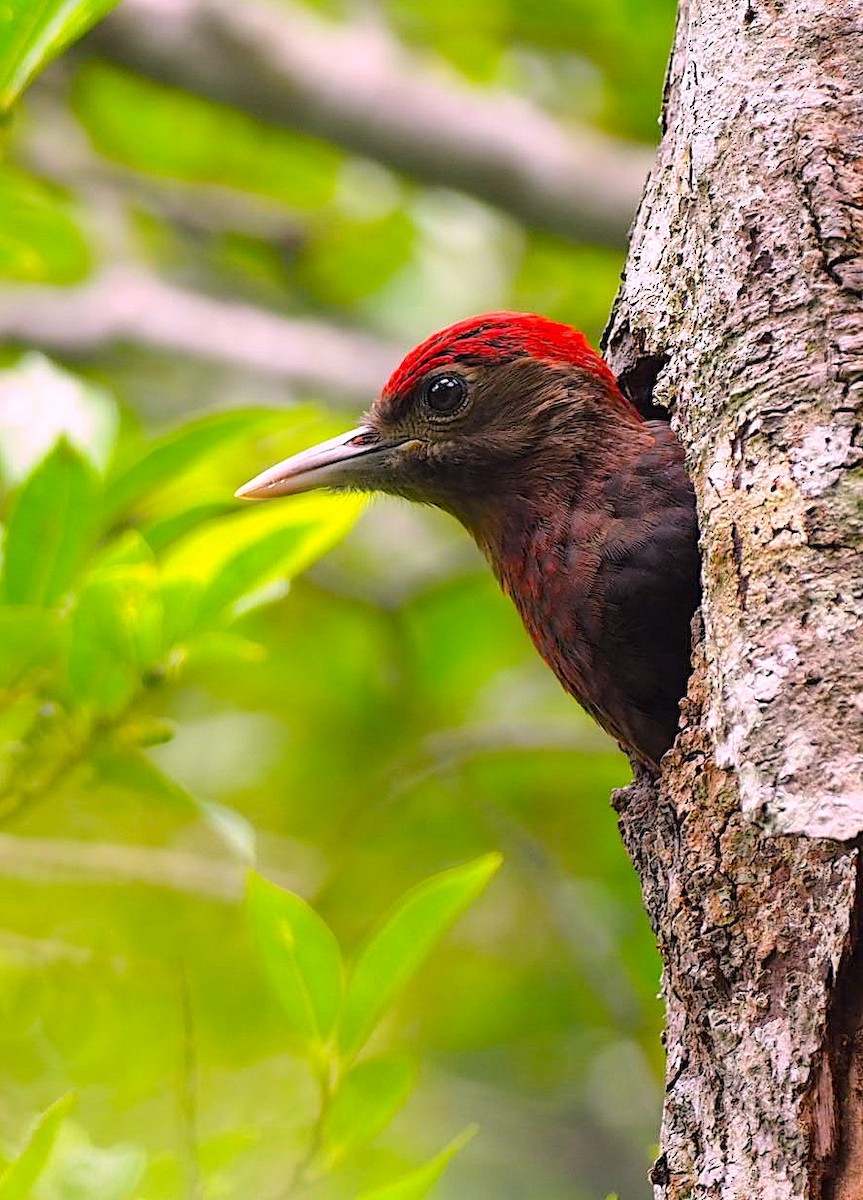 Okinawa Woodpecker - Anonymous