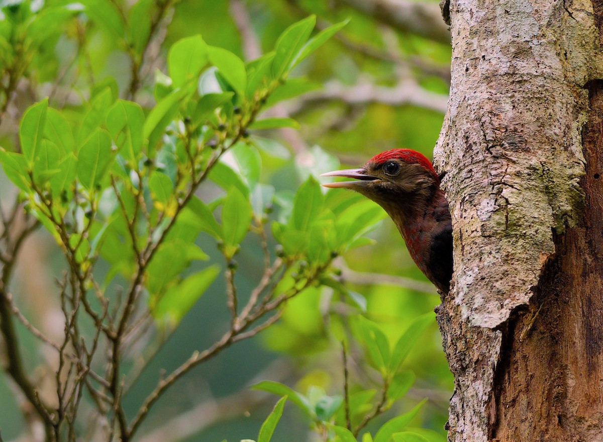 Okinawa Woodpecker - Anonymous