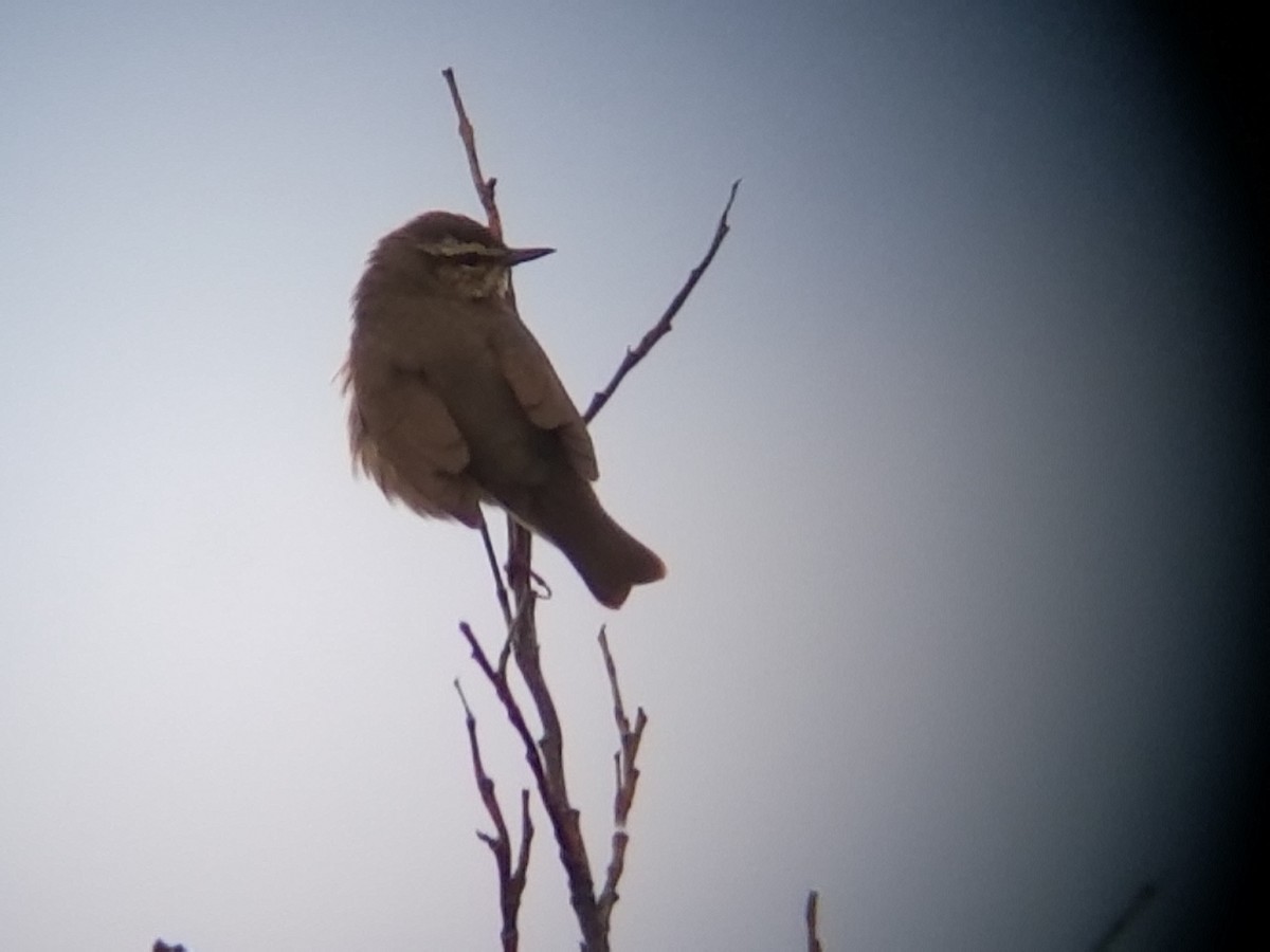 Northern Waterthrush - ML103440131