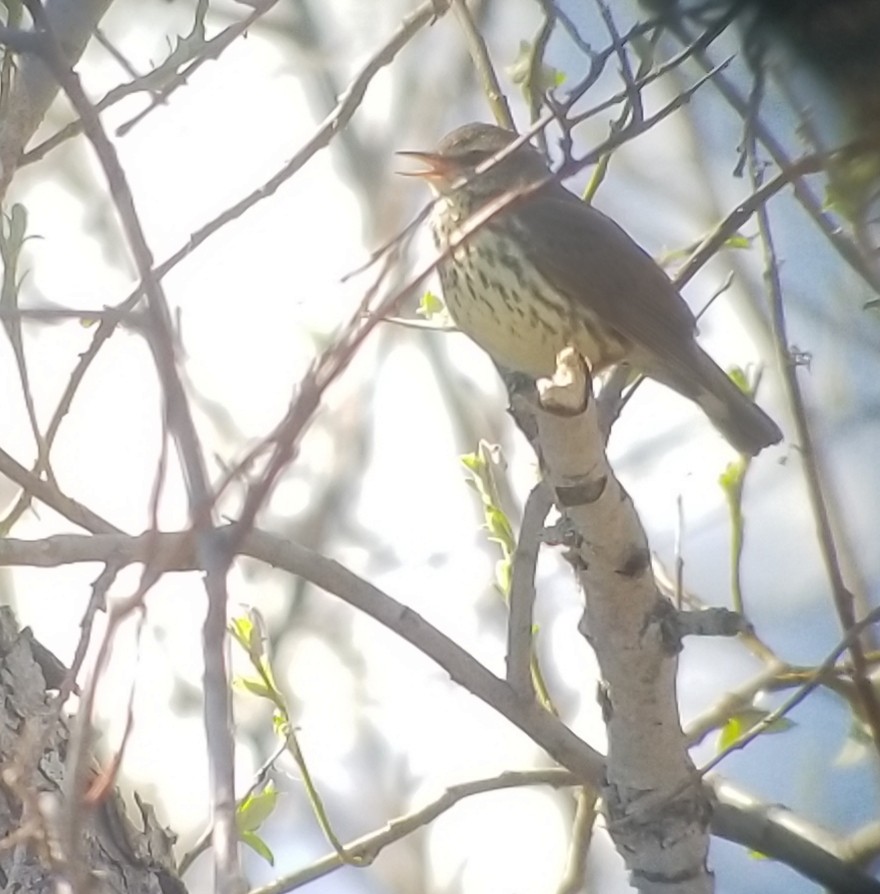 Northern Waterthrush - Donald Pendleton