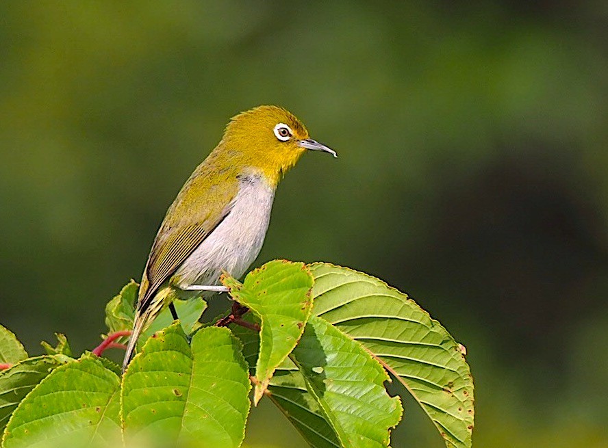 Warbling White-eye - ML103440821