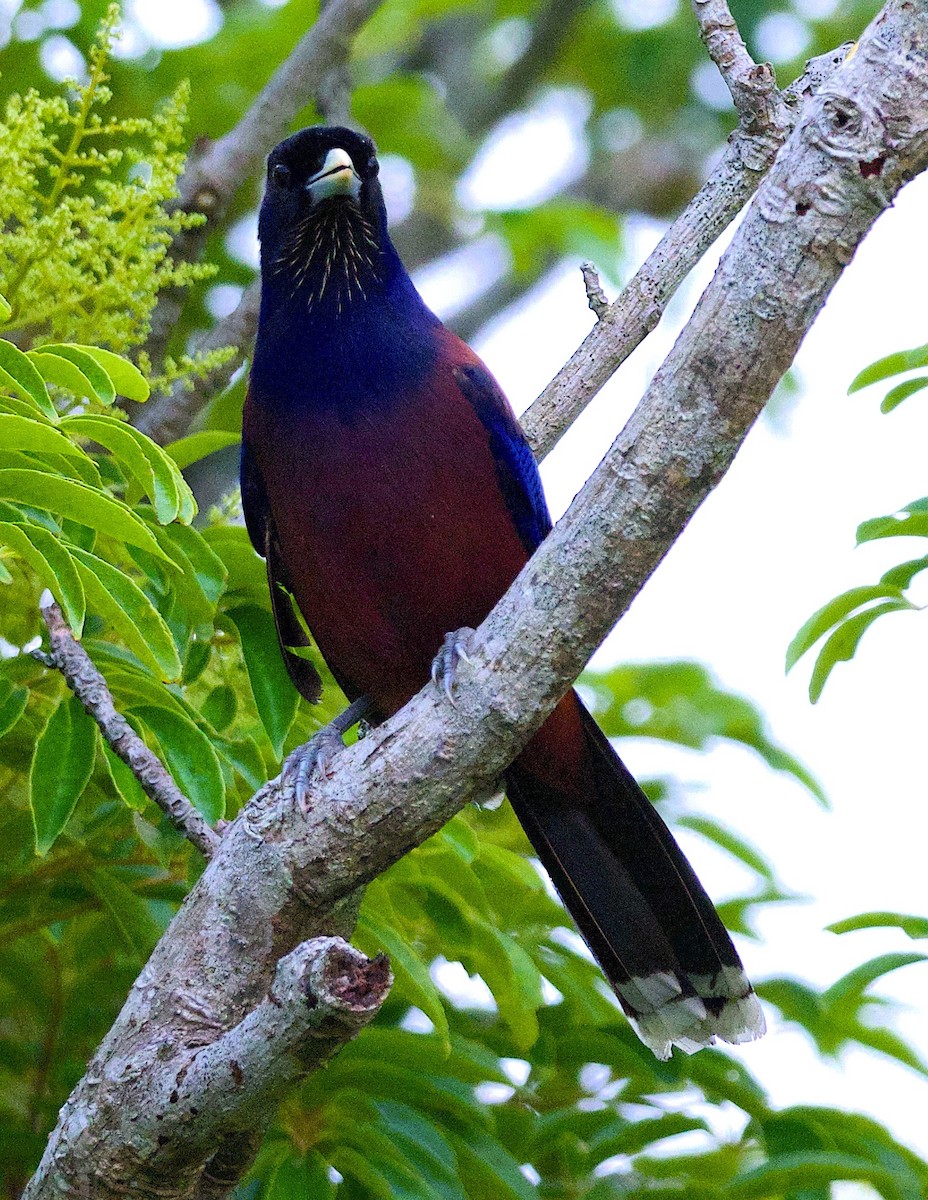 Lidth's Jay - ML103440831