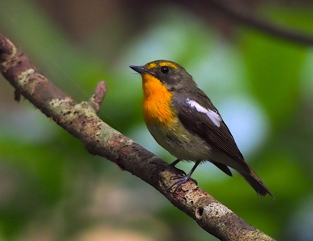 Ryukyu Flycatcher - Anonymous