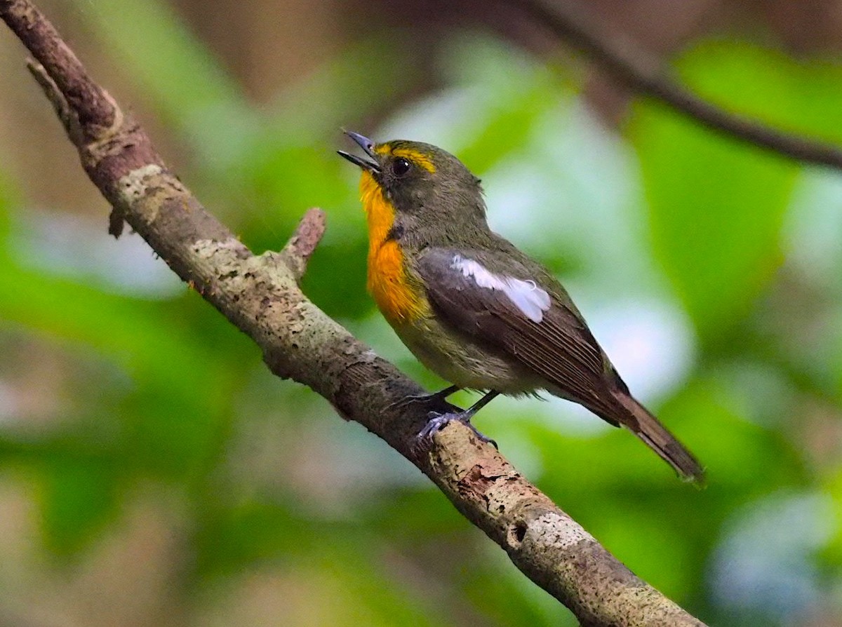 Ryukyu Flycatcher - Anonymous