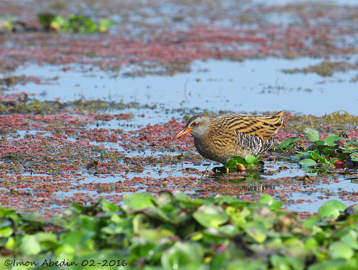 chřástal hnědolící - ML103442721