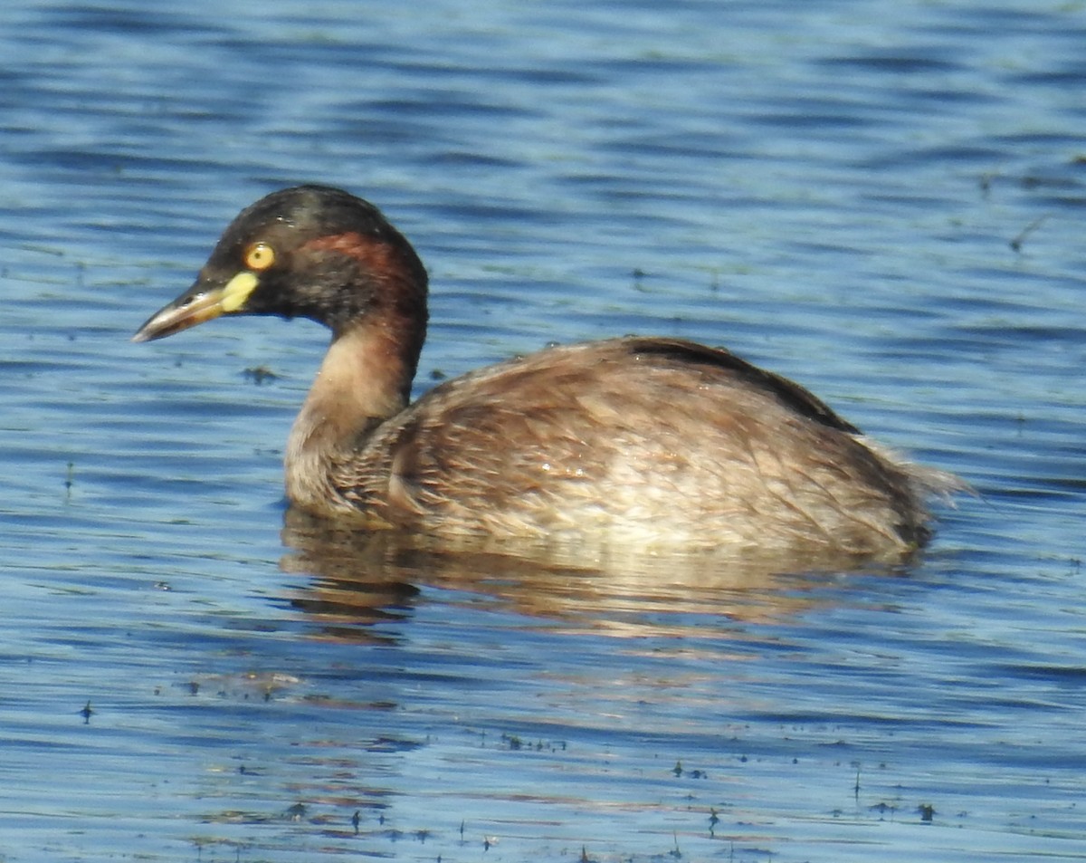 Australasian Grebe - ML103443101