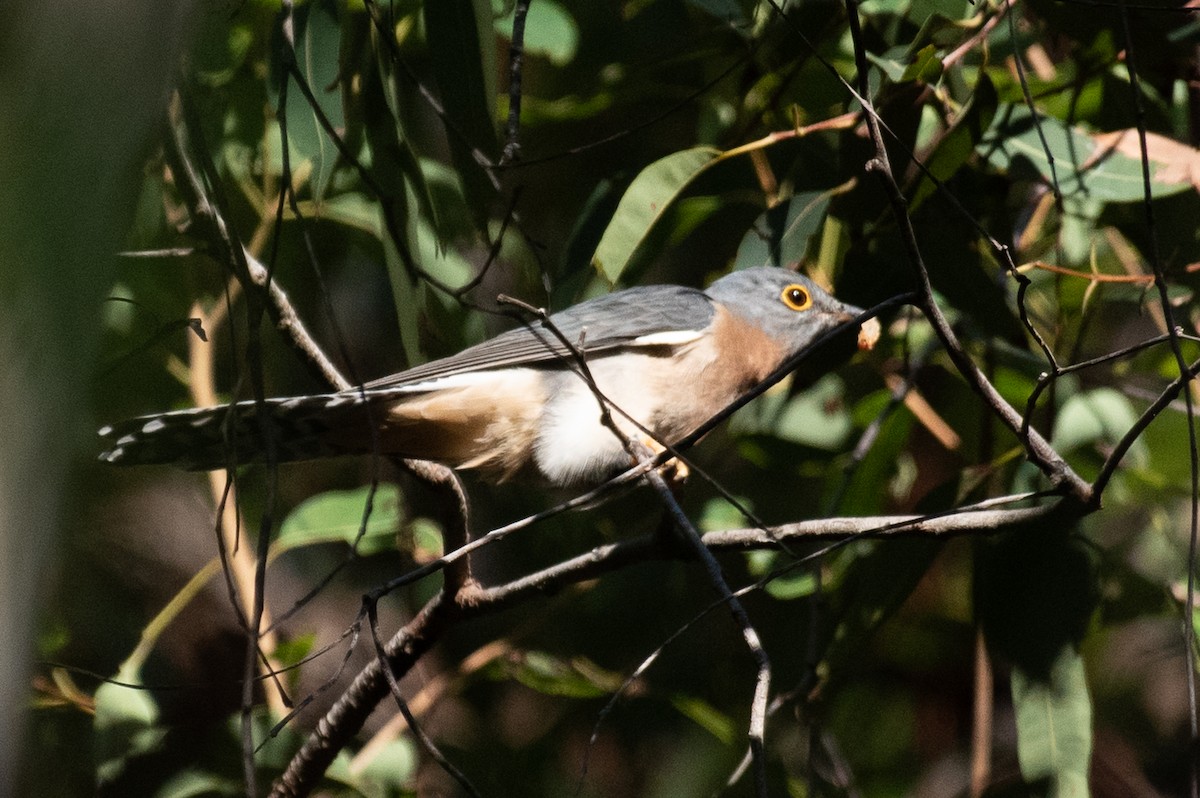 Fan-tailed Cuckoo - ML103443141