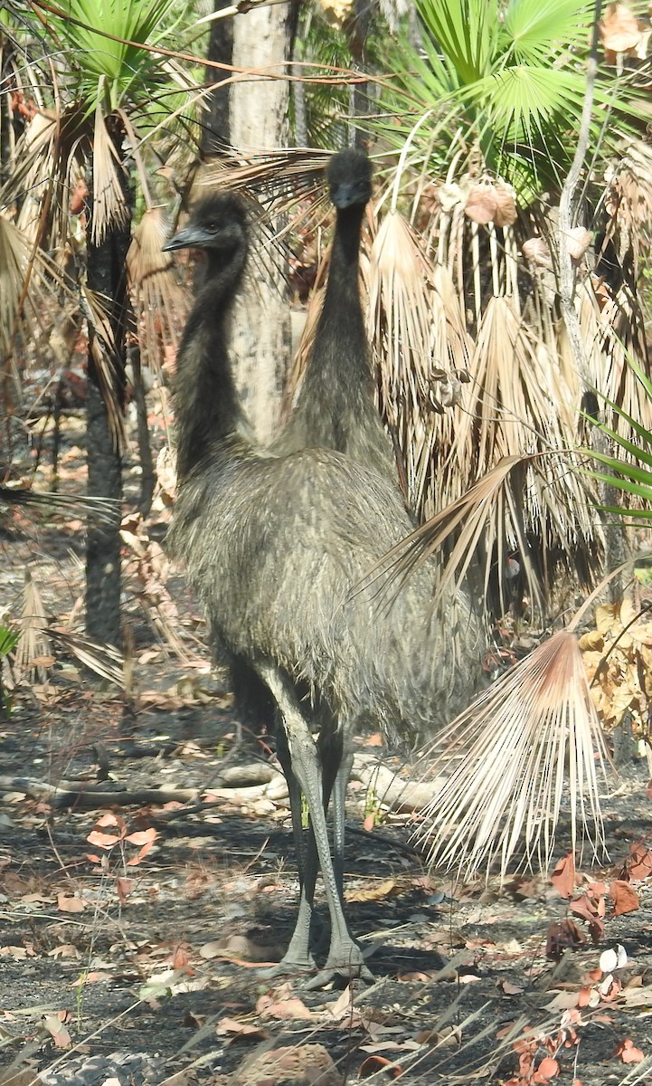 Emu - Colin Trainor