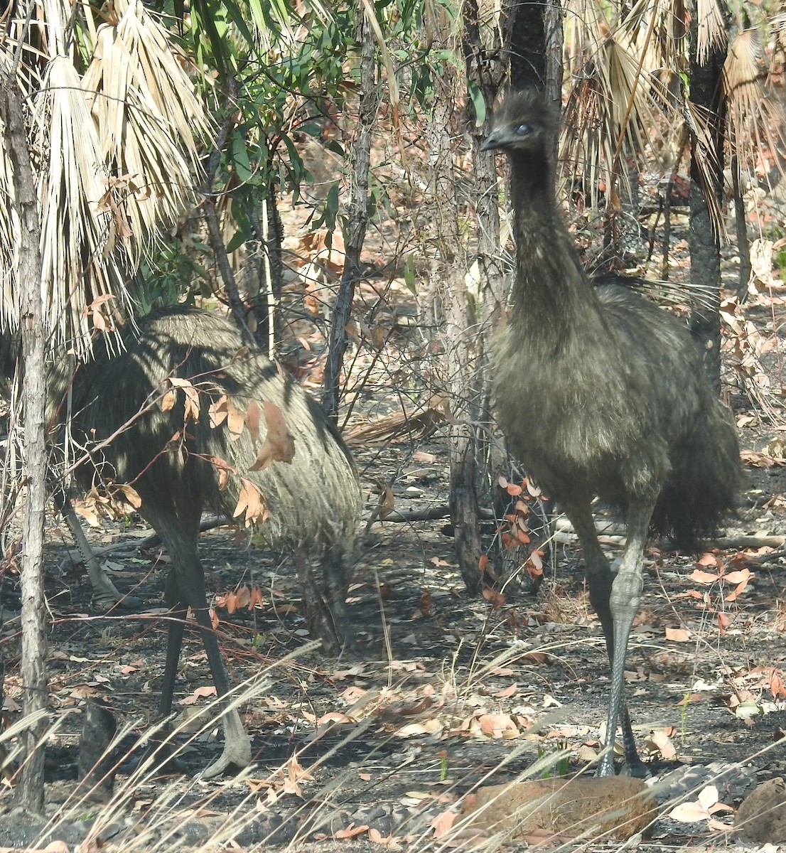Emu - Colin Trainor