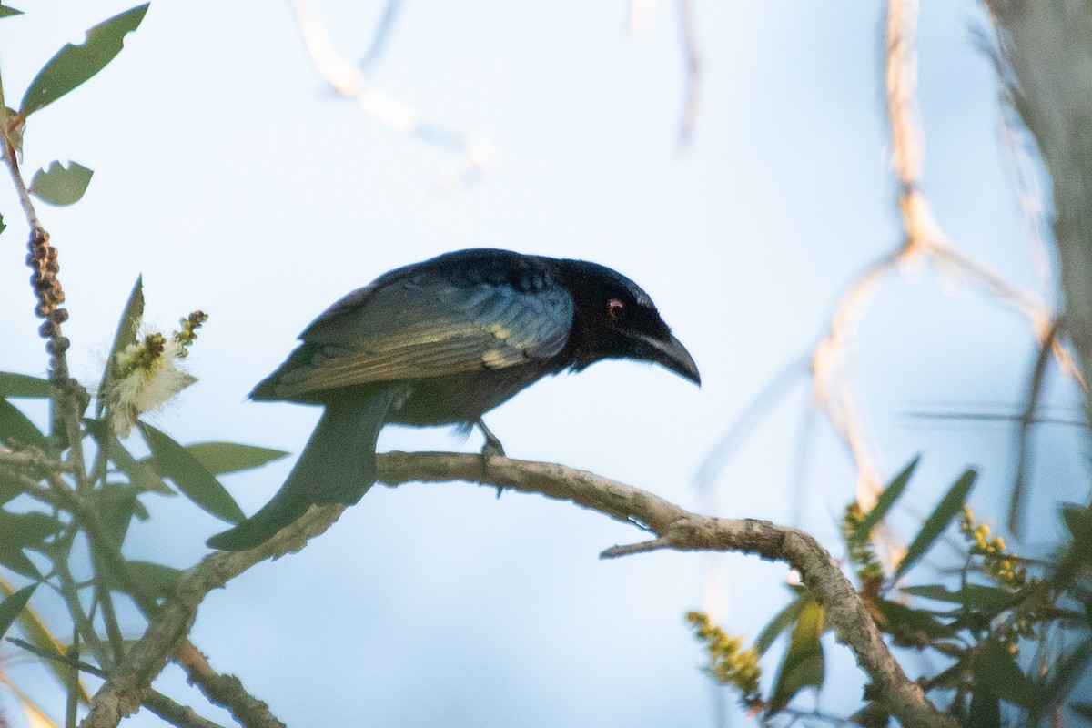 Spangled Drongo - ML103444651