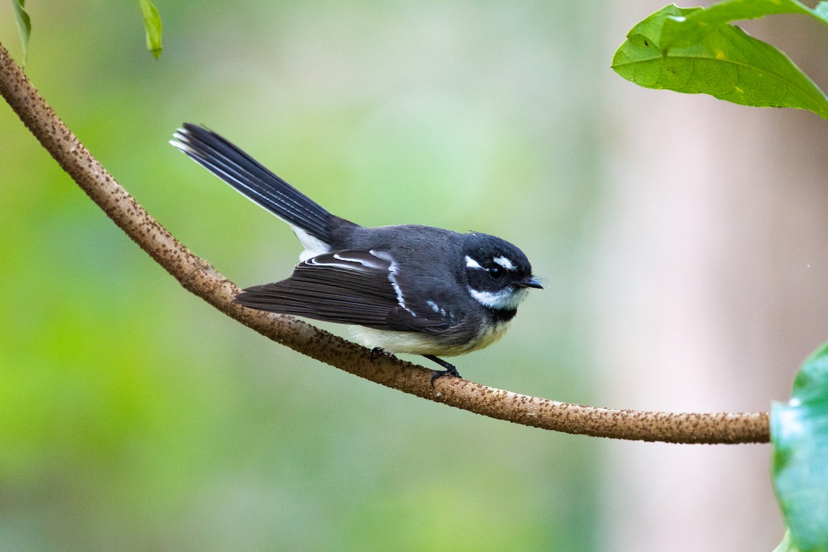 Gray Fantail - ML103444731