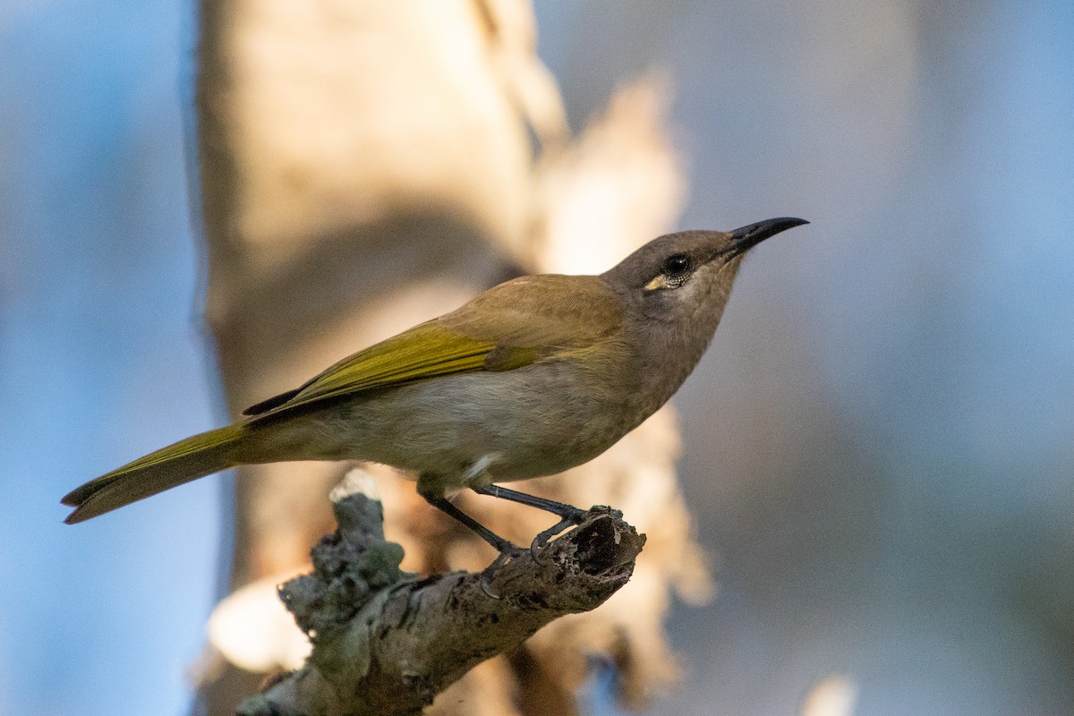 Brown Honeyeater - ML103444761