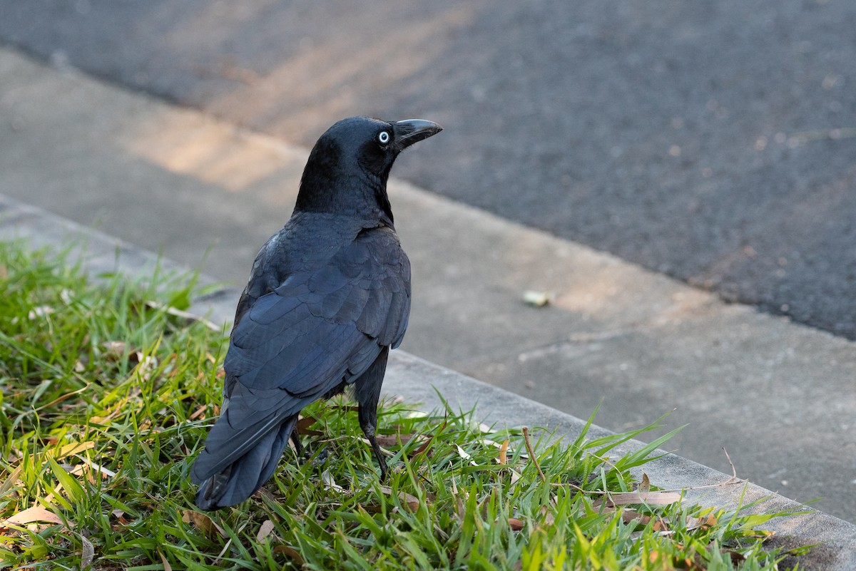 Torresian Crow - ML103444831