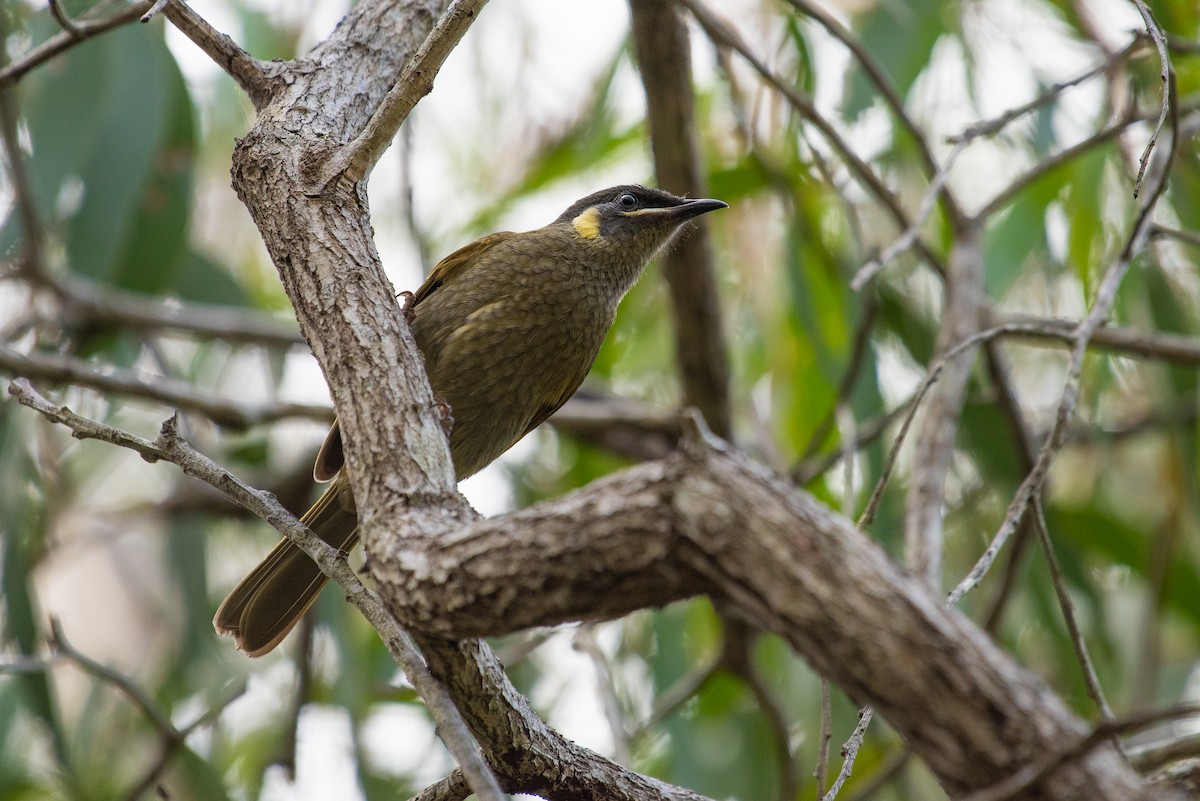 Lewin's Honeyeater - ML103444991