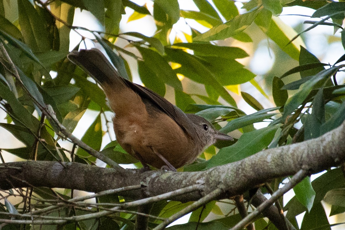 Rufous Shrikethrush - ML103445541