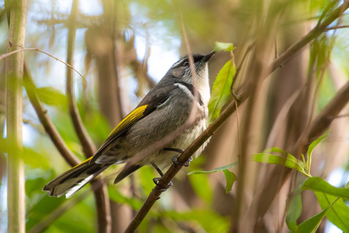 Crescent Honeyeater - ML103445681