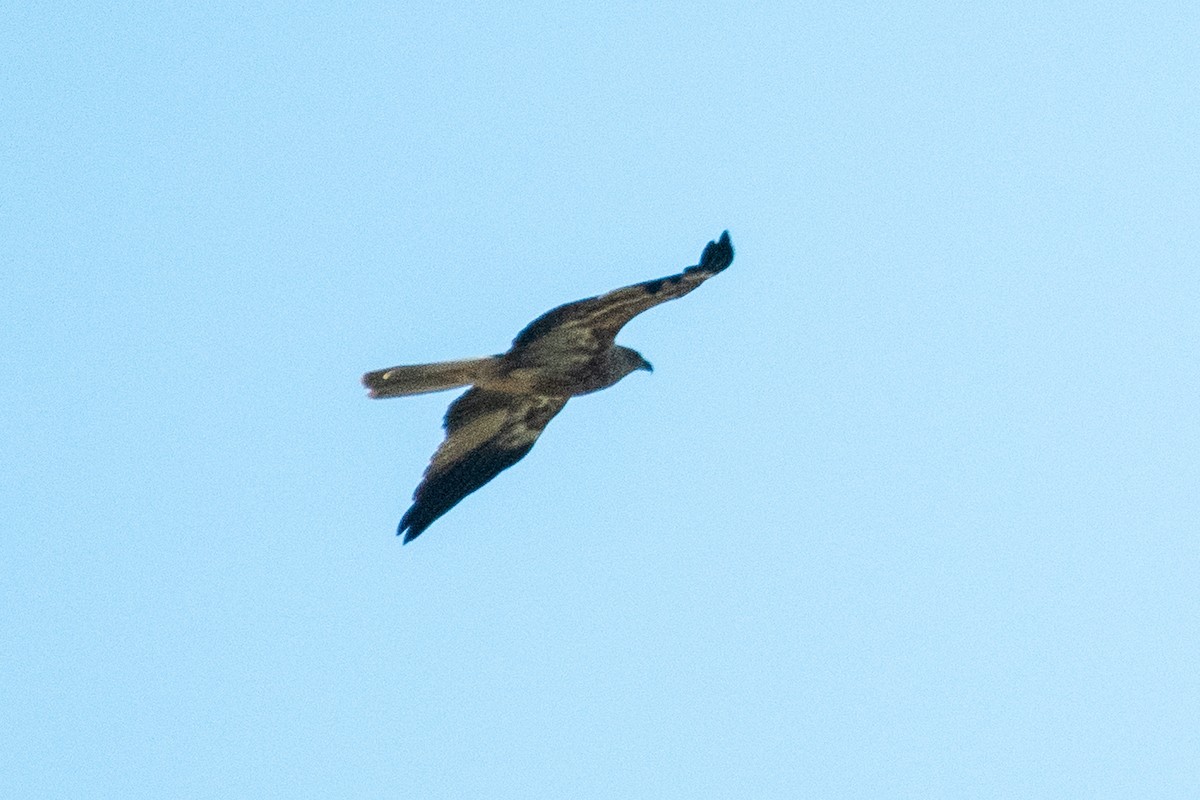 Whistling Kite - ML103445761