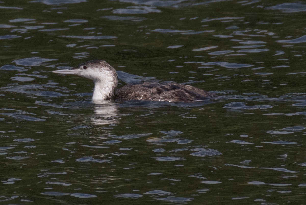 Red-throated Loon - ML103446911