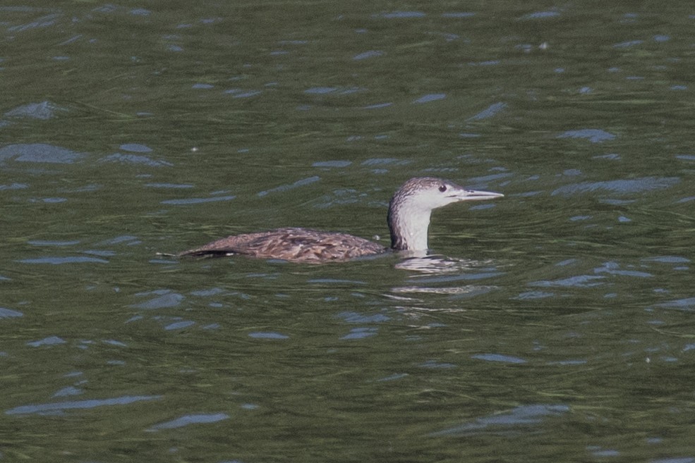 Red-throated Loon - ML103446921