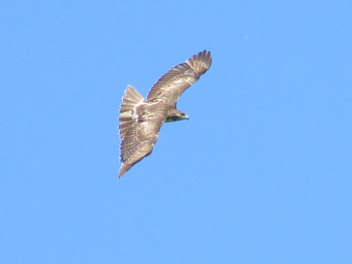 Red-tailed Hawk - ML103447301