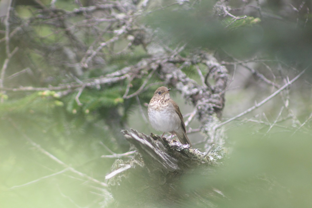 Bicknell's Thrush - ML103447881