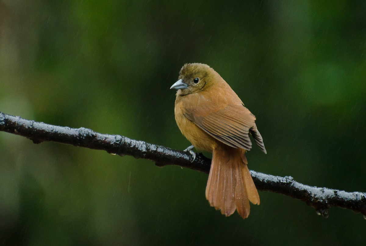 Ruby-crowned Tanager - ML103448131